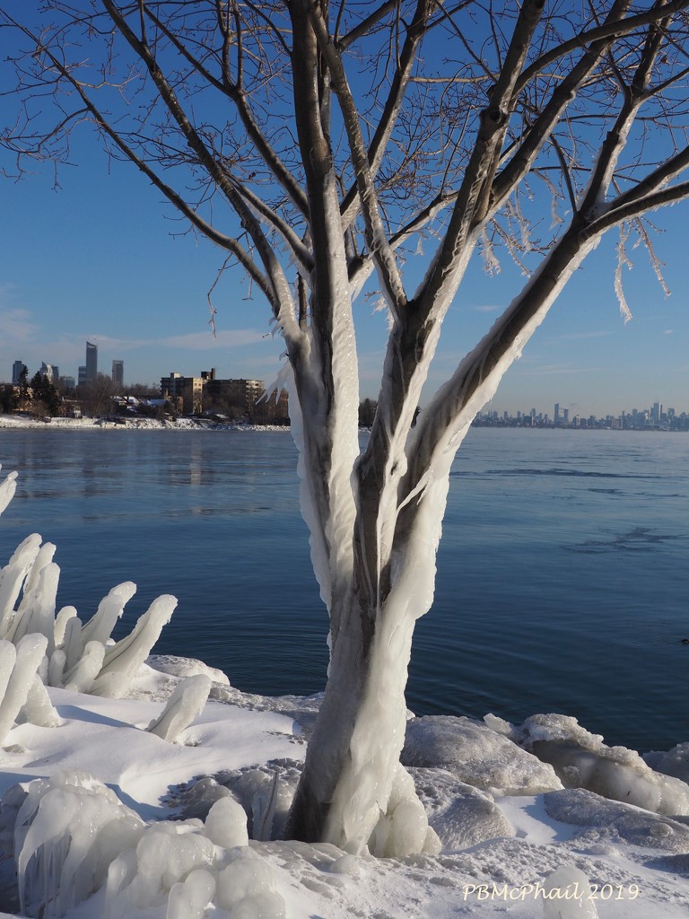 Ice Wrapped Trees in Colour by selkie