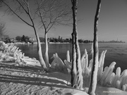 29th Jan 2019 - Ice Wrapped Trees in B&W