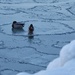 Hanging out on the ice..... by selkie