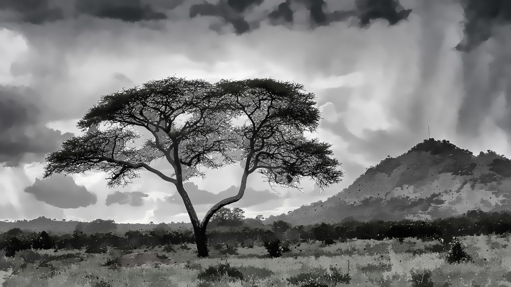 African Tree and Mountain  by taffy