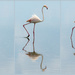 Flamingo Goes Walking by taffy