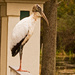 Woodstork Showing Off! by rickster549