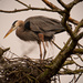 Blue Heron on the Nest! by rickster549