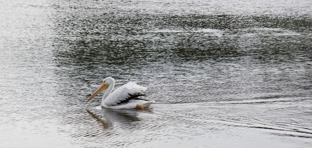 Wait. What's a polar vortex? by eudora