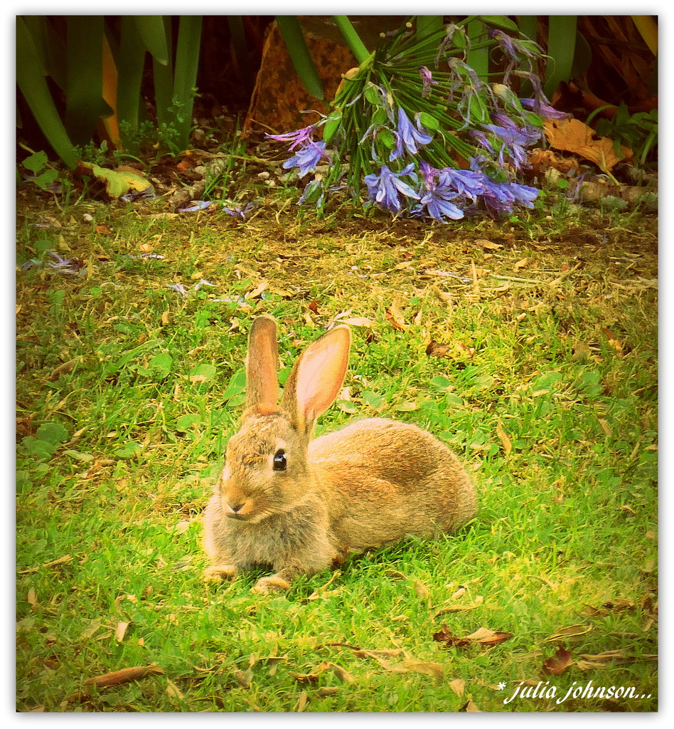 Too Hot even for Peter Rabbit... by julzmaioro
