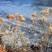 Riverbend Pond dried plants by sandlily
