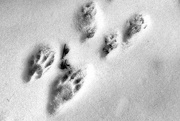 1st Feb 2019 - Footprints