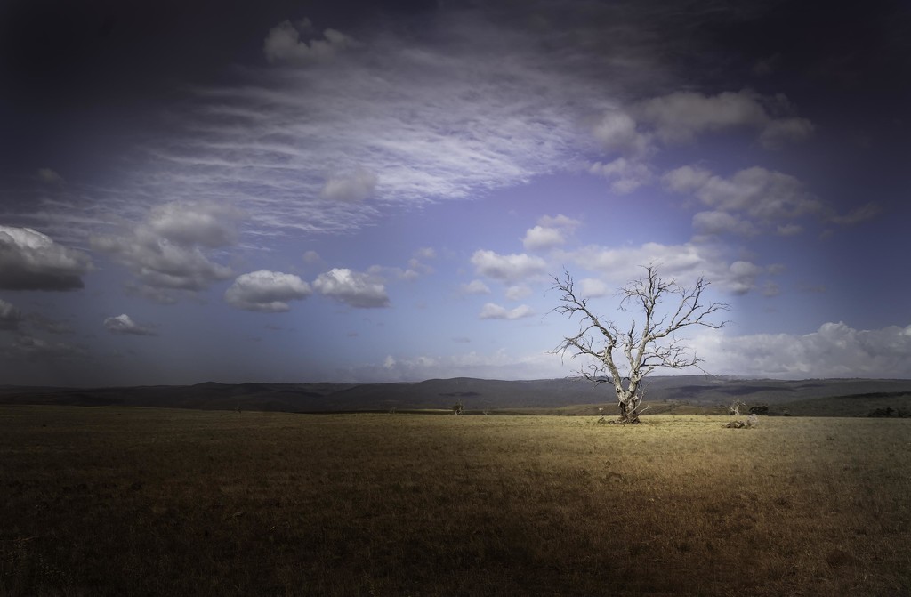 lonely tree by pusspup