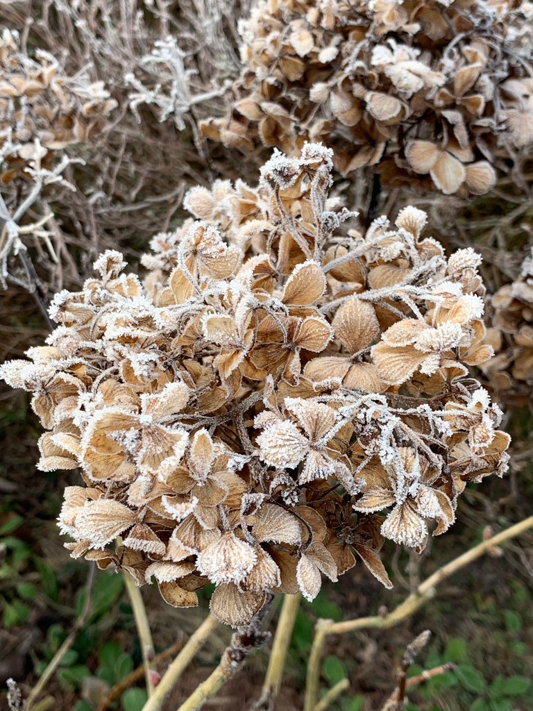 Hydrangea by 365projectmaxine