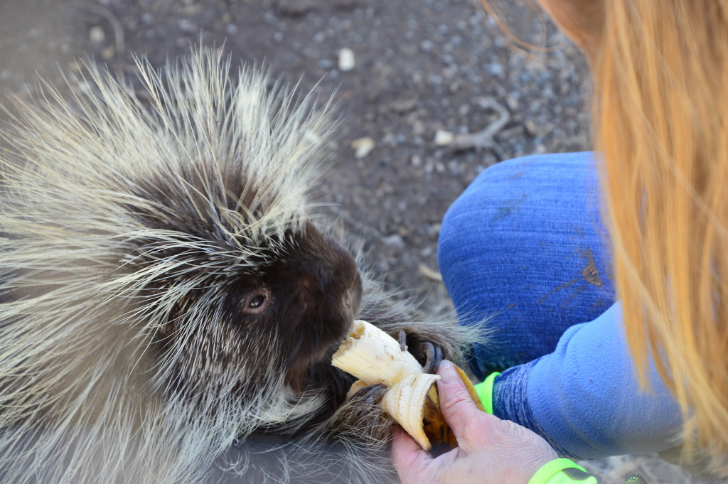 How To Feed A Porcupine by bigdad