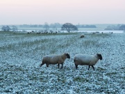 2nd Feb 2019 - Snowy Sheep 