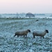 Snowy Sheep  by plainjaneandnononsense