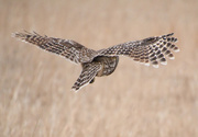 31st Jan 2019 - Barred Owl Spreads Its Wings