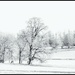 Trees along the frozen lake by pamknowler