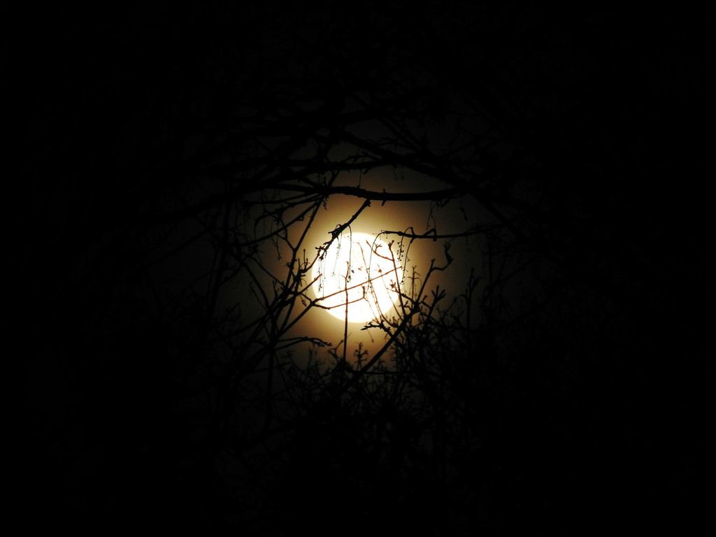 Blood Moon Through The Tree Branches by seattlite
