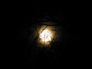 2nd Feb 2019 - Blood Moon Through The Tree Branches