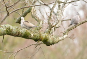 2nd Feb 2019 - Two doves on a branch......