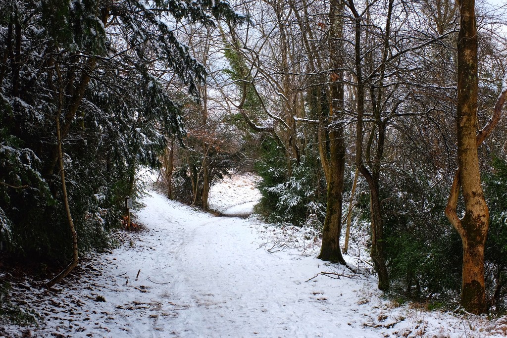 Snowy path by mattjcuk