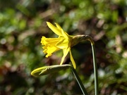 2nd Feb 2019 -   Early Daffodil 