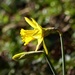   Early Daffodil  by susiemc