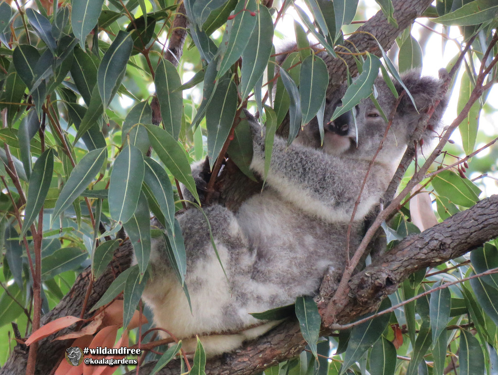 happy Sunday by koalagardens