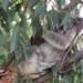 happy Sunday by koalagardens