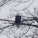 bald eagle wide by rminer