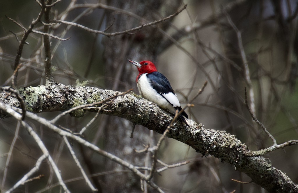 LHG_4757 Redheaded woodpecker by rontu