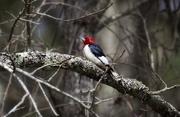 2nd Feb 2019 - LHG_4757 Redheaded woodpecker
