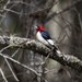 LHG_4757 Redheaded woodpecker by rontu