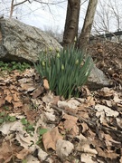 2nd Feb 2019 - Daffodils 