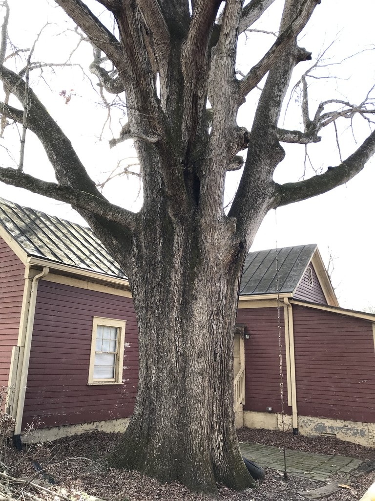 Big Oak near my house  by gratitudeyear