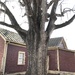Big Oak near my house  by gratitudeyear