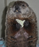 2nd Feb 2019 - Day 34: Happy Groundhog's Day !