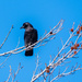 Raven by nicoleweg
