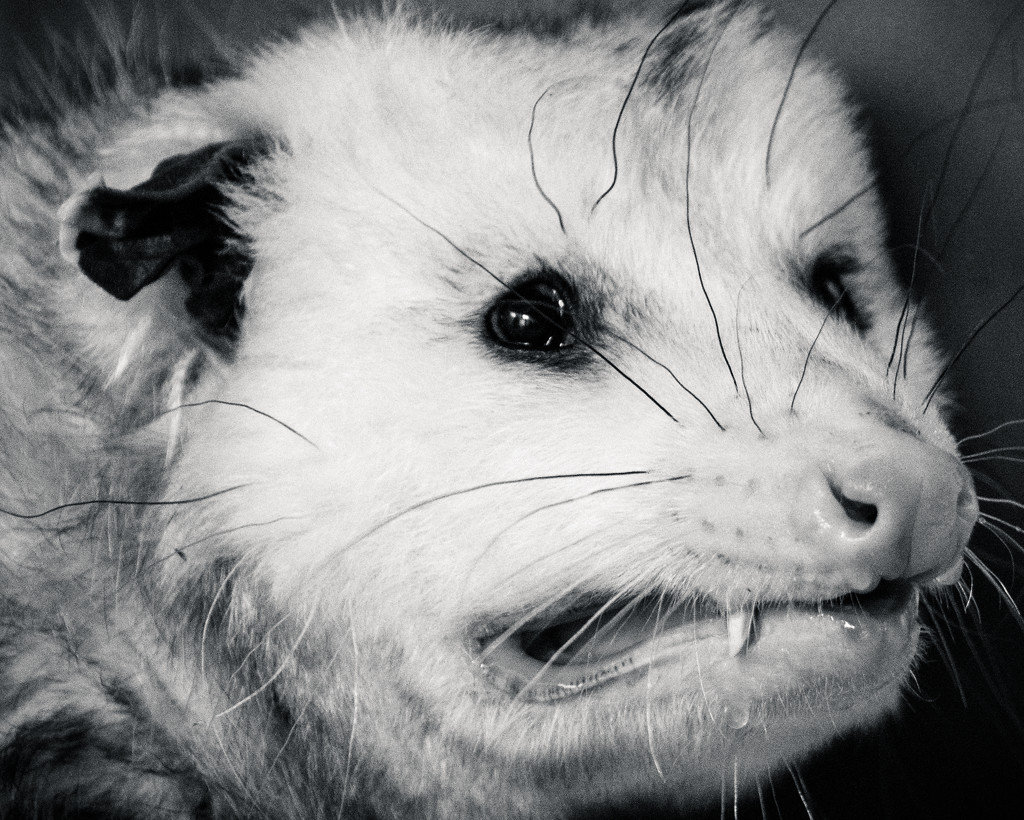 Virginia Opossum by nicoleweg