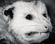 1st Feb 2019 - Virginia Opossum