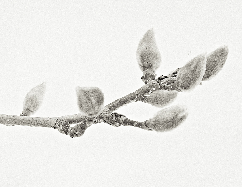 Winter Buds by gardencat