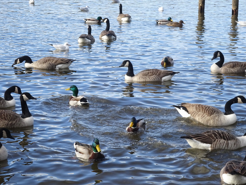 ducks and geese by anniesue