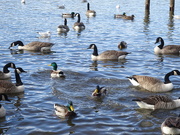 2nd Feb 2019 - ducks and geese