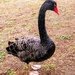 Black swan by boxplayer