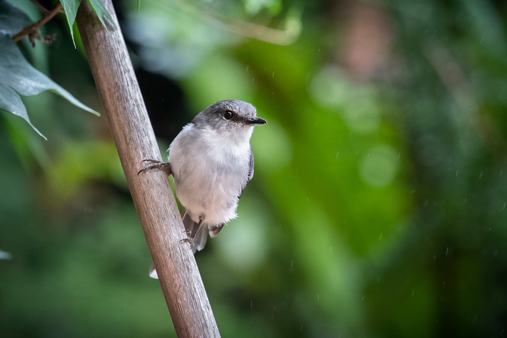 White breasted robin by jodies