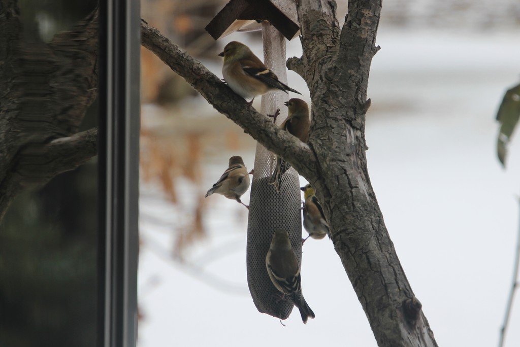 Winter Goldfinches by bjchipman