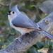 Titmouse by cjwhite