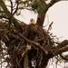 Bald Eagle on Guard! by rickster549