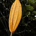 Trapped leaf by jeneurell
