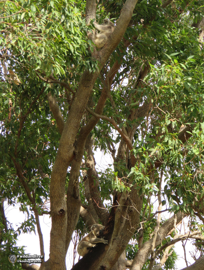 a pretty pair by koalagardens