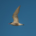 "Whiskered Tern" in flight by gigiflower