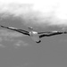 Fly By _DSC5386 by merrelyn
