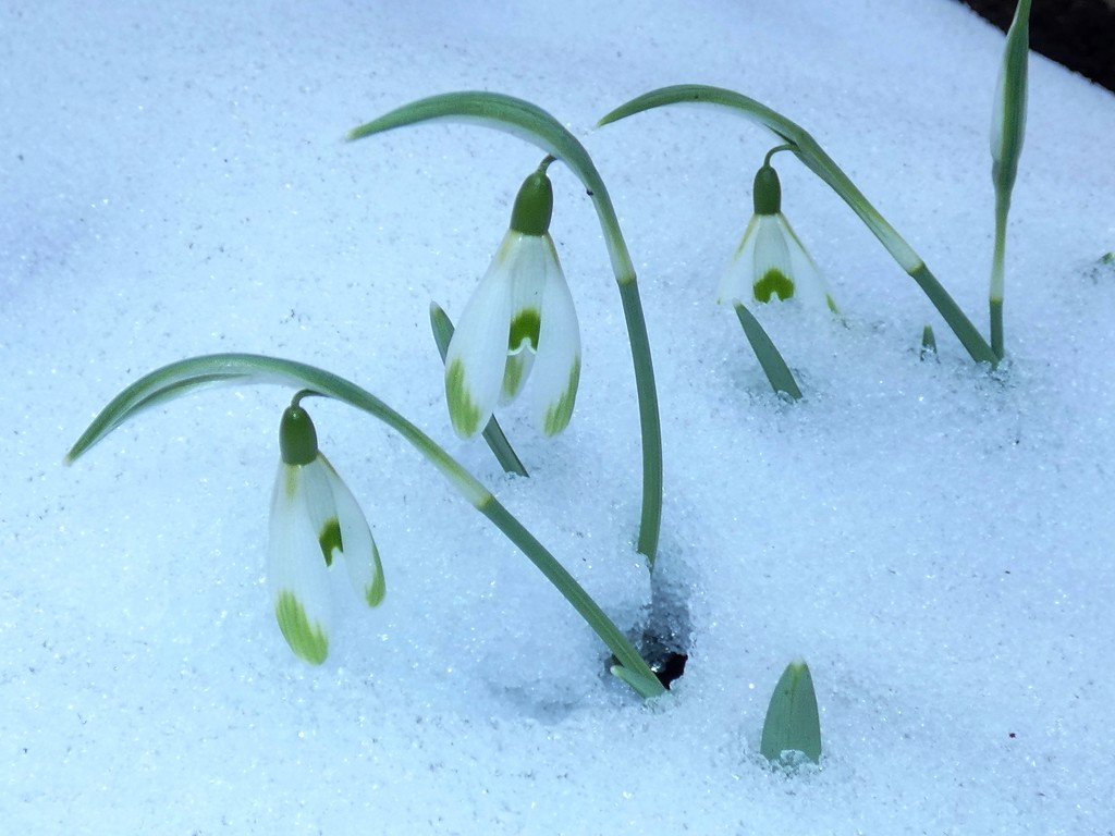 Snowdrops in the snow by julienne1